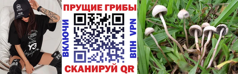 площадка телеграм  Ковдор  Псилоцибиновые грибы мицелий  сколько стоит 